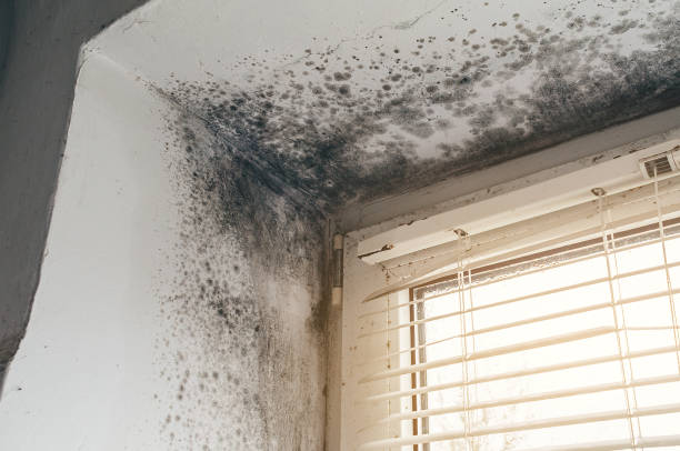 Affordable Mold Cleanup solutions in Sharon, PA